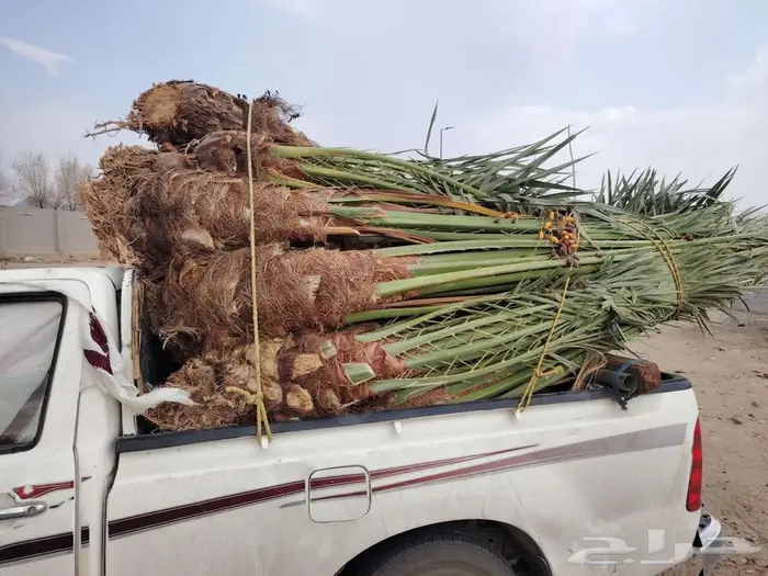 نخل للبيع مثمرة جميع الأنواع متوفره 5