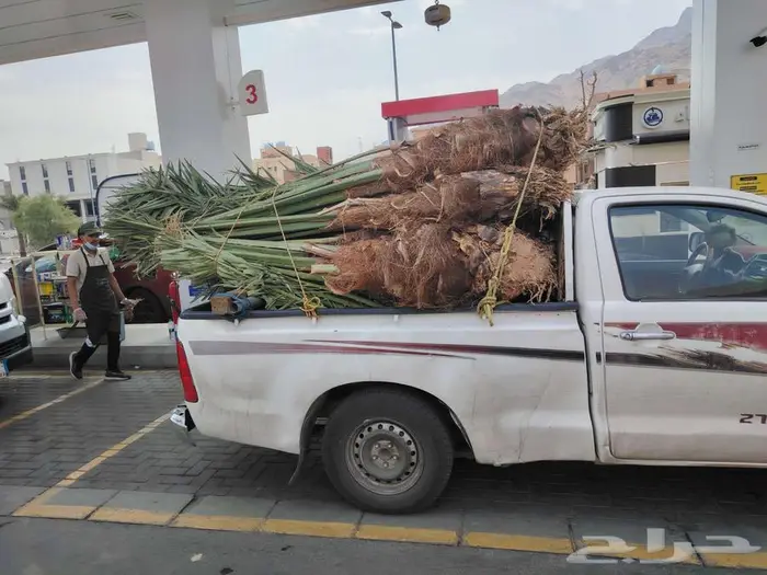 نخل للبيع مثمرة جميع الأنواع متوفره 1