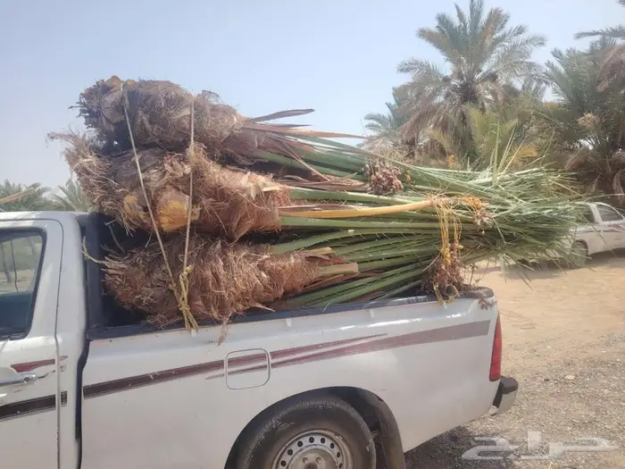 نخل للبيع مثمرة جميع الأنواع متوفره 0