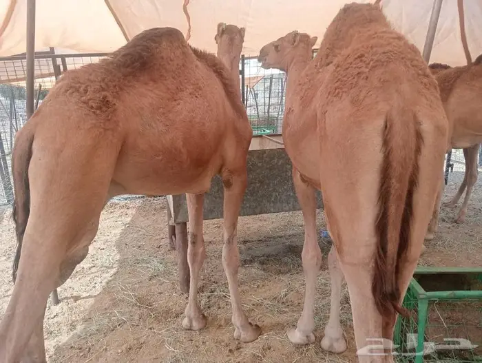 قعدان تربيه للمناسبات والزواجات لحم يبيض الوجهه 8