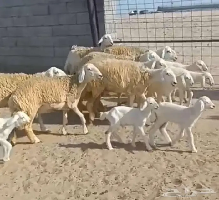 ( تم البيع) 7 رخال فواخر يتبعها 7 من الصياد في أملج 0