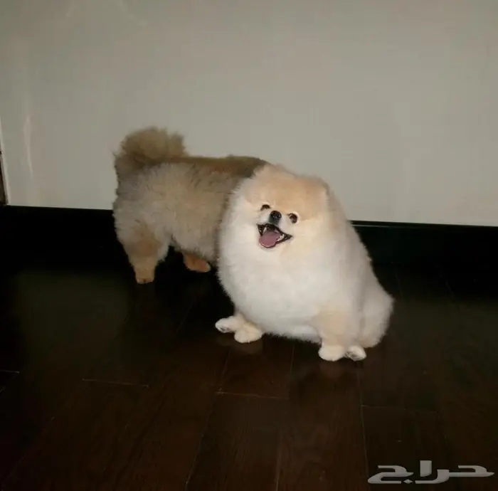 بومرينيان 3