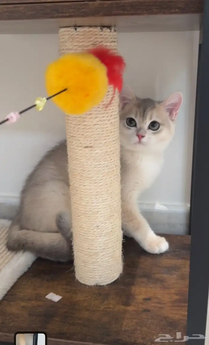 عرض للتجار المهتمين بالإنتاج ذكر وانثى مسجلين مستوى عالي 4