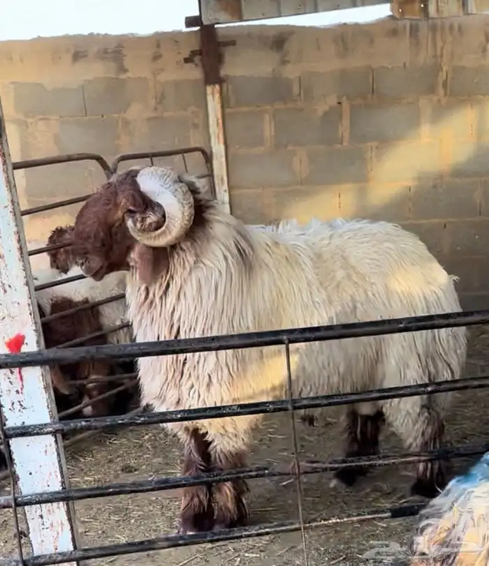 فحل نعيمي معرف صنف فاخر راس وملب من حلال رديني الخنفور 1