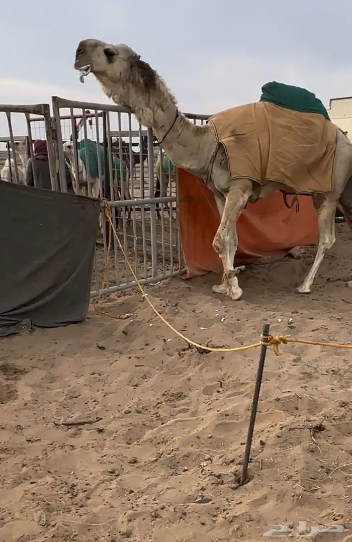 للبيع الحوار الكفووو 1