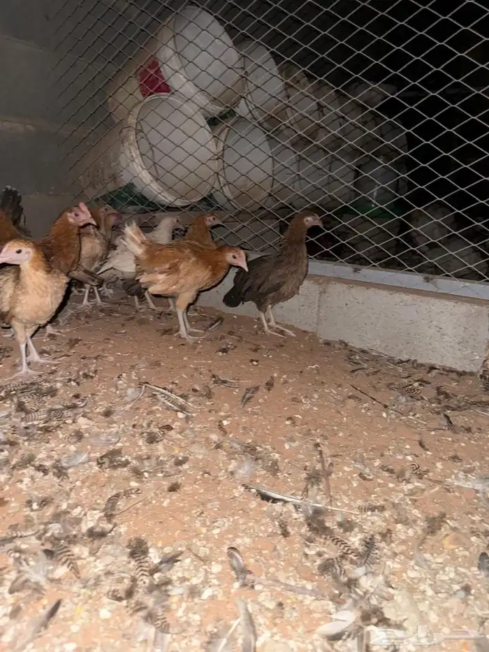 دجاج بلدي بشاير 14