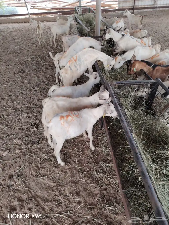 تيوس صومالي تربيه الحلال الطيب والصحه الجيده 3