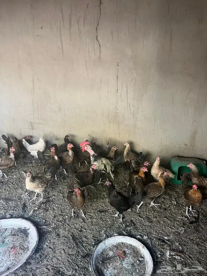 دجاج بلدي للبيع 3