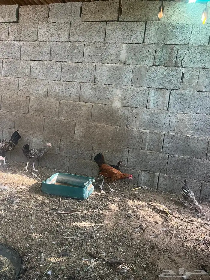 دجاج بلدي للبيع 7