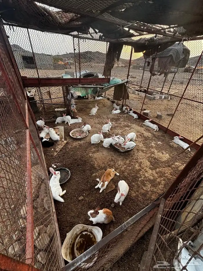 أرنب فرنسية نظيف شرط 2