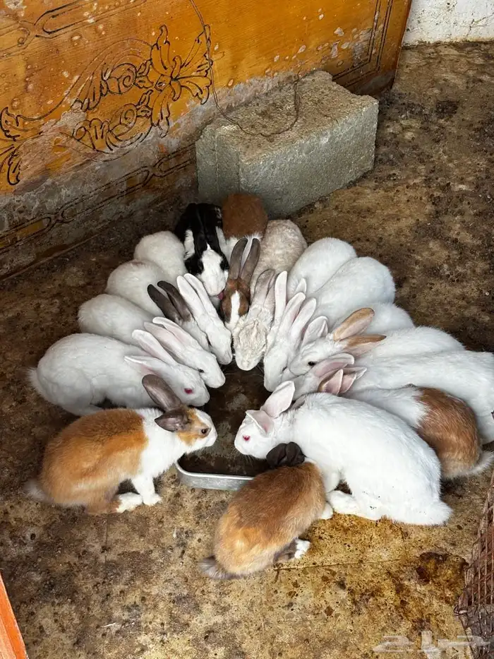 أرنب فرنسية نظيف شرط 1