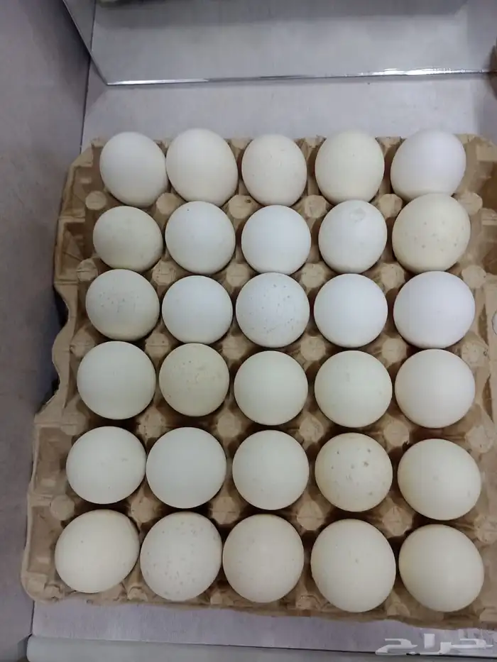 بيض بلدي للاكل فقط 1