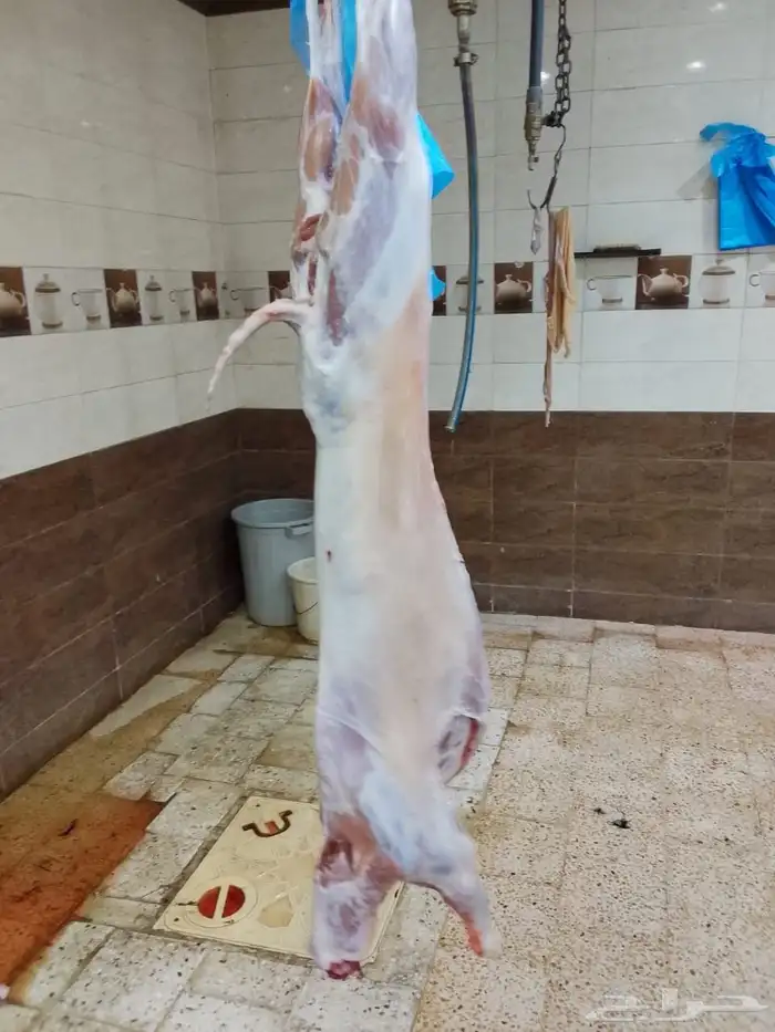 ذبائح للبيع 5