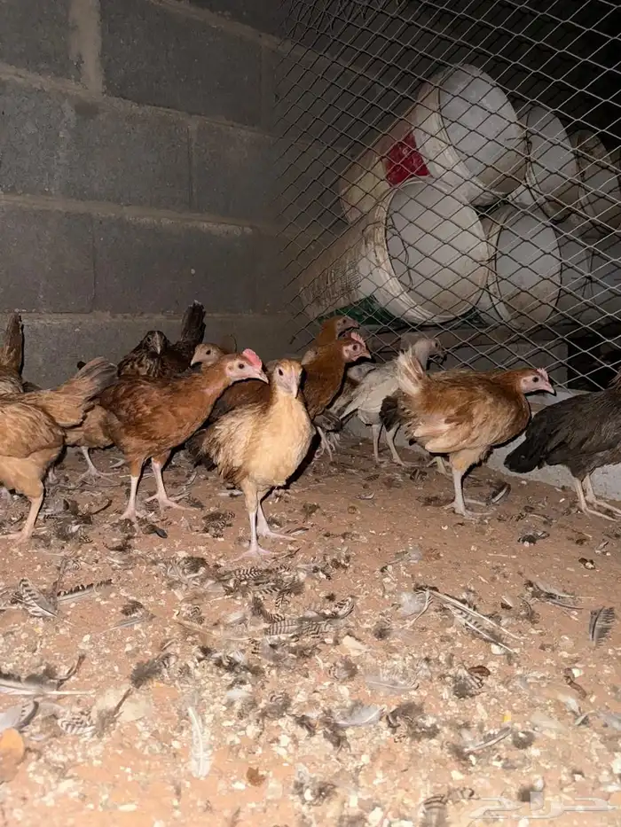 دجاج بلدي بشاير 15