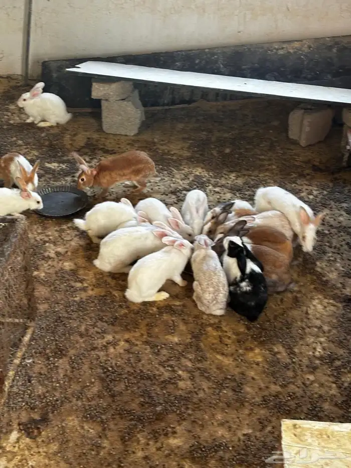 أرنب فرنسية نظيف شرط 0