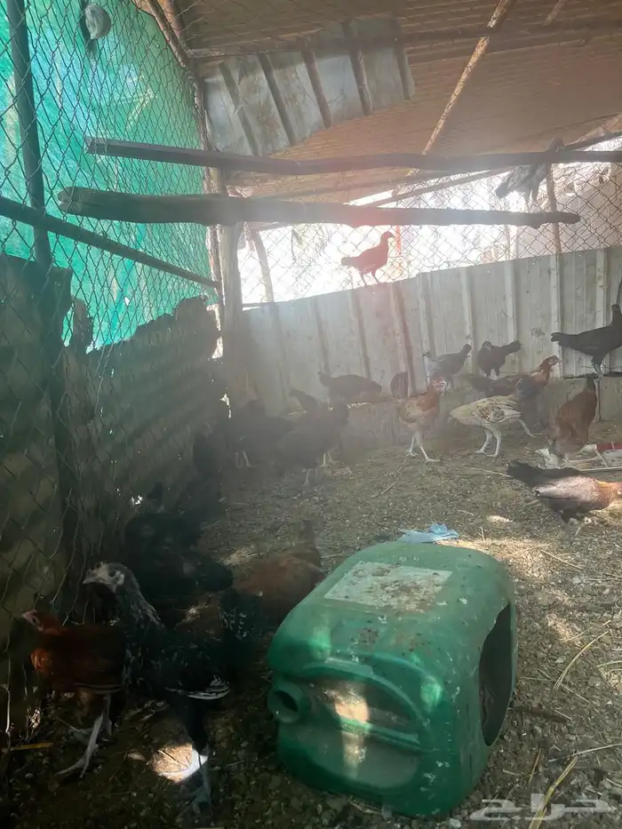 دجاج بلدي للبيع 5