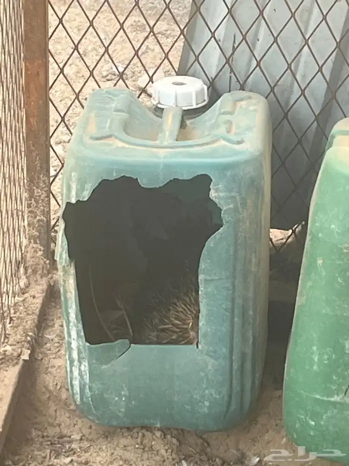 دجاج بلدي للبيع 1