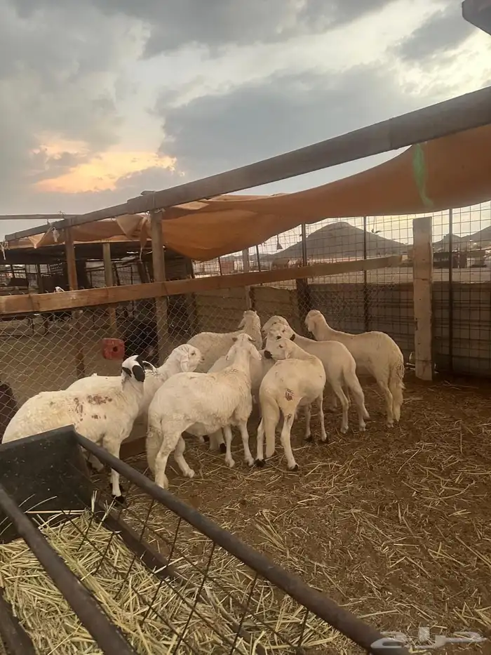 طليان سواكن مرابى طيبه 1