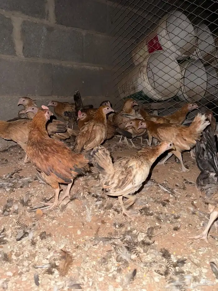 دجاج بلدي بشاير 12