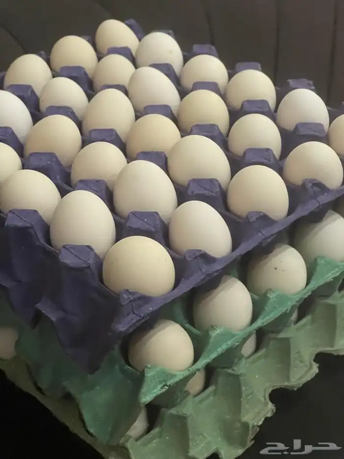 بيض بلدي للاكل فقط 0