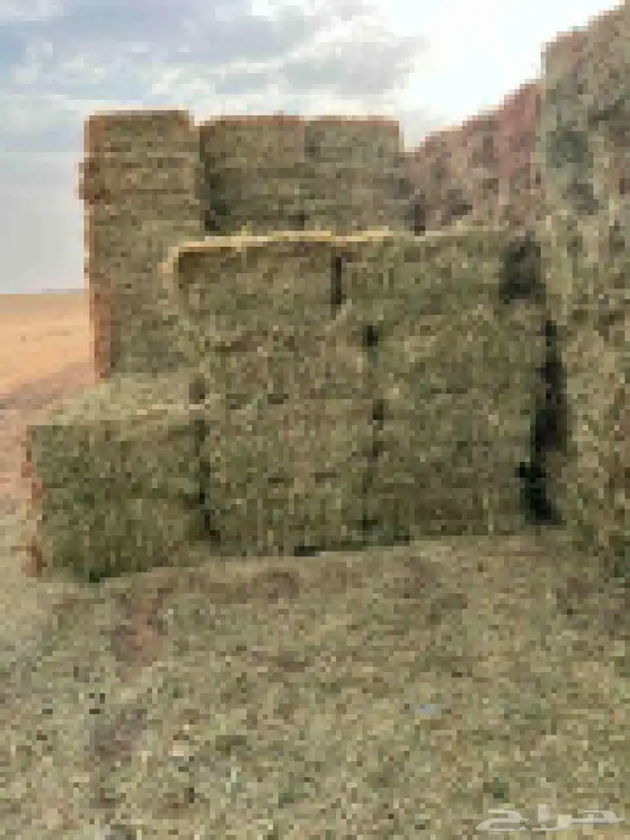 علف ذره جيزانيه 3