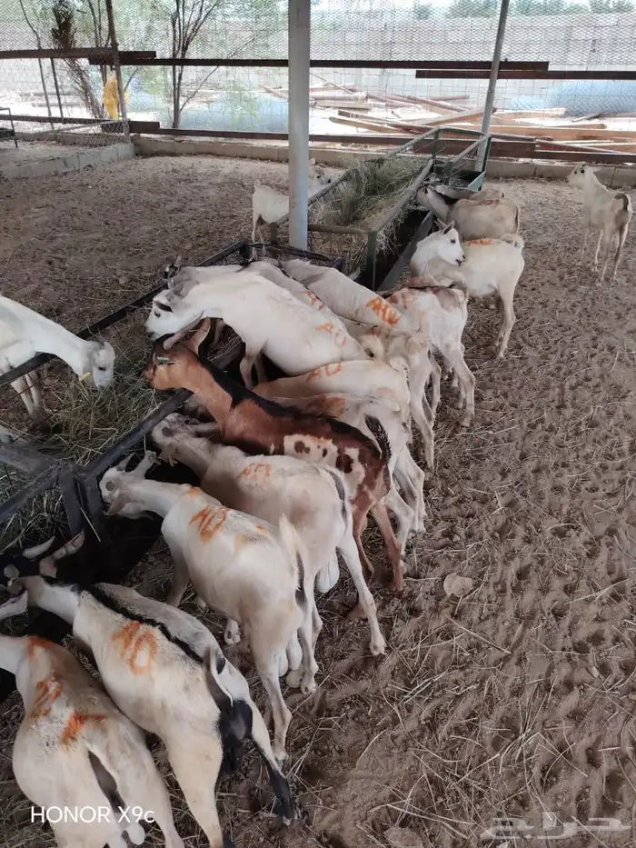 تيوس صومالي تربيه الحلال الطيب والصحه الجيده 1