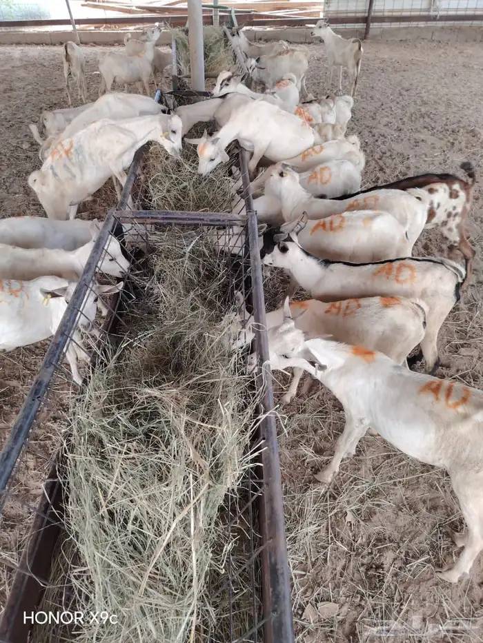 تيوس صومالي تربيه الحلال الطيب والصحه الجيده 4