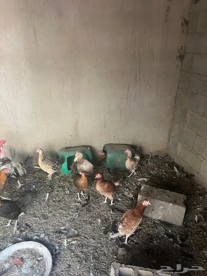 دجاج بلدي للبيع 4