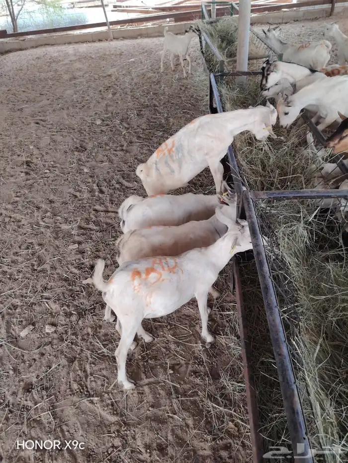 تيوس صومالي تربيه الحلال الطيب والصحه الجيده 5