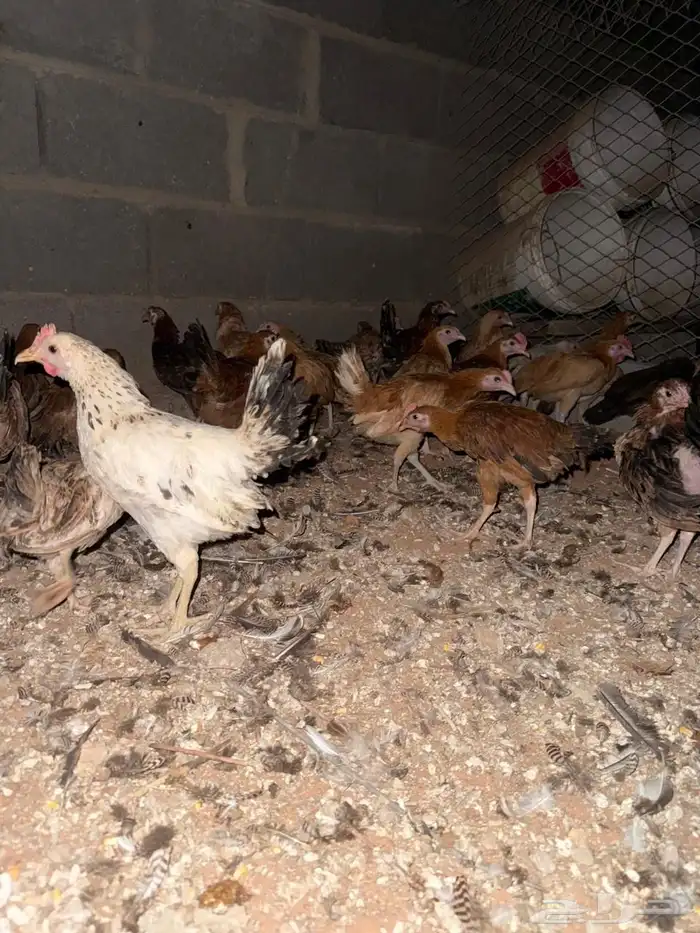 دجاج بلدي بشاير 13