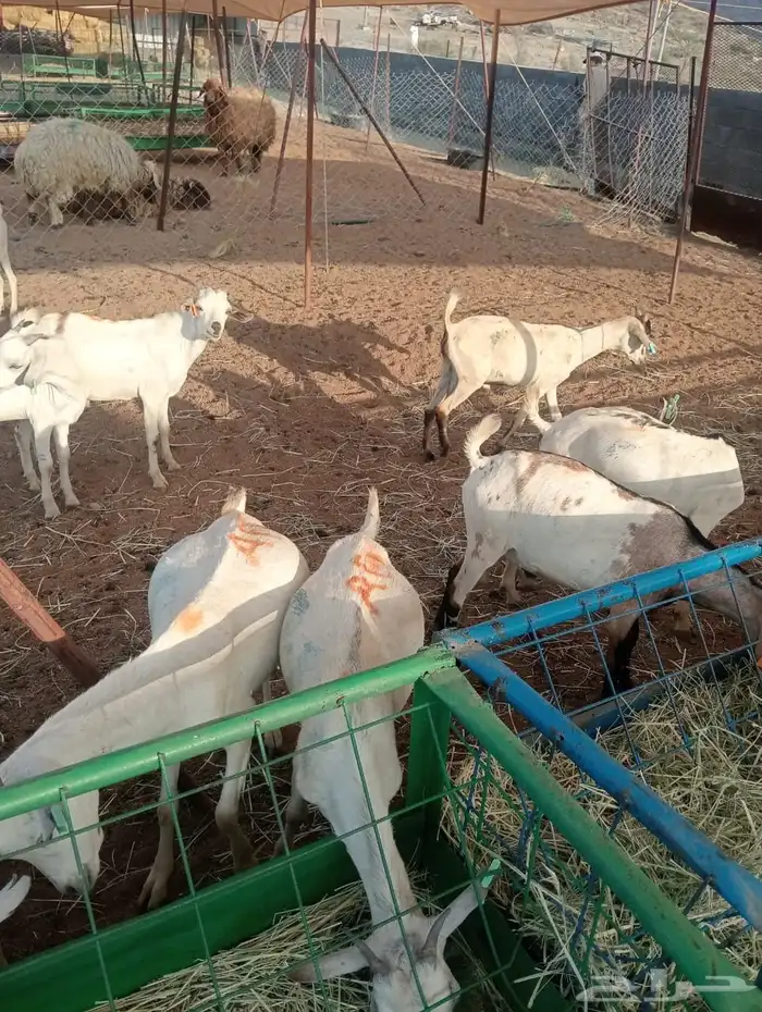 تيوس وقعدان للبيع جمله وتفريد 5