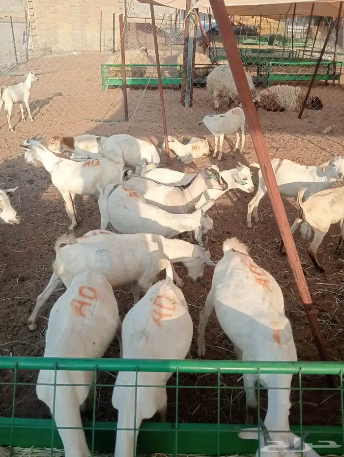 تيوس وقعدان للبيع جمله وتفريد 7