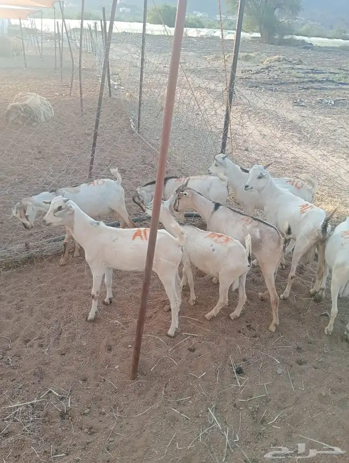 تيوس وقعدان للبيع جمله وتفريد 3