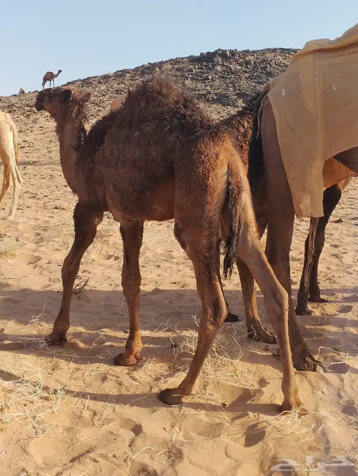 حاشي لباني بري فاخر 0