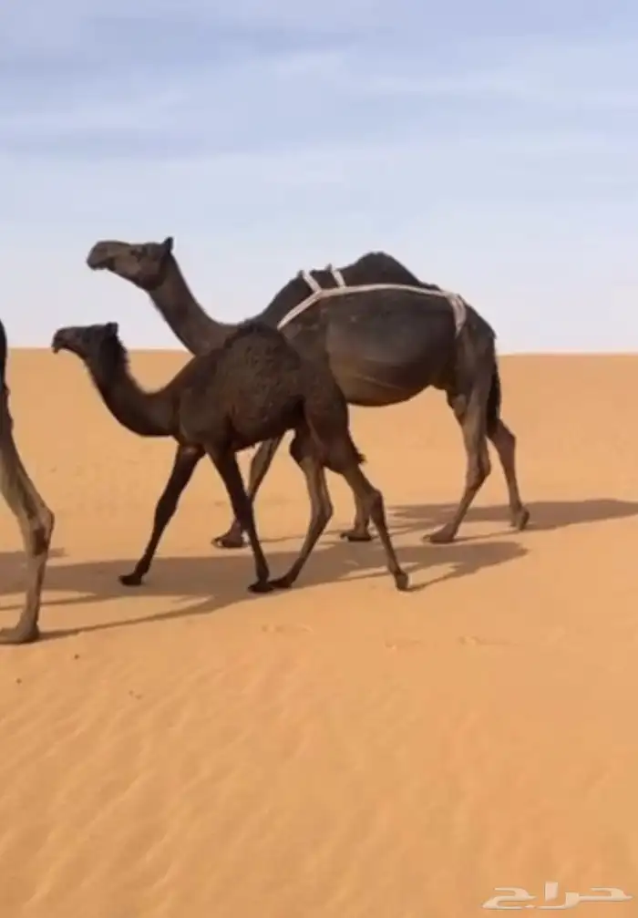 للبيع بعير مجهم طيب ومنتج 2