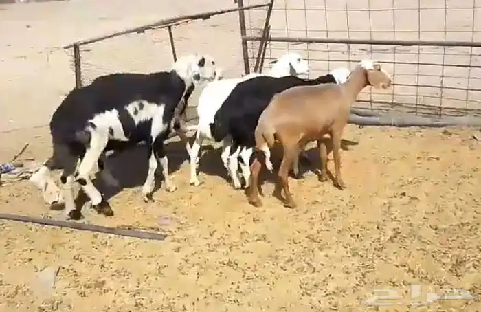 5 نعاج للبيع 1