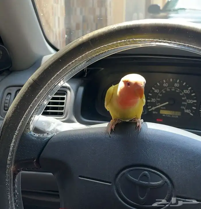 للبيع ذكر روز اليف 1