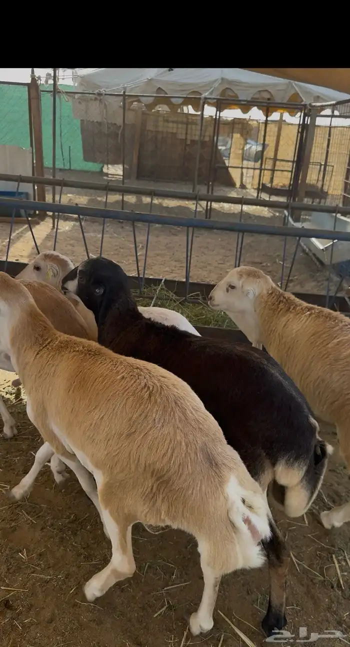 ذبايح رفيدي 5