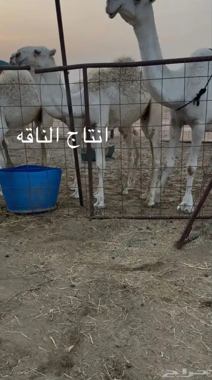 للبيع الناقه الوضحا 1