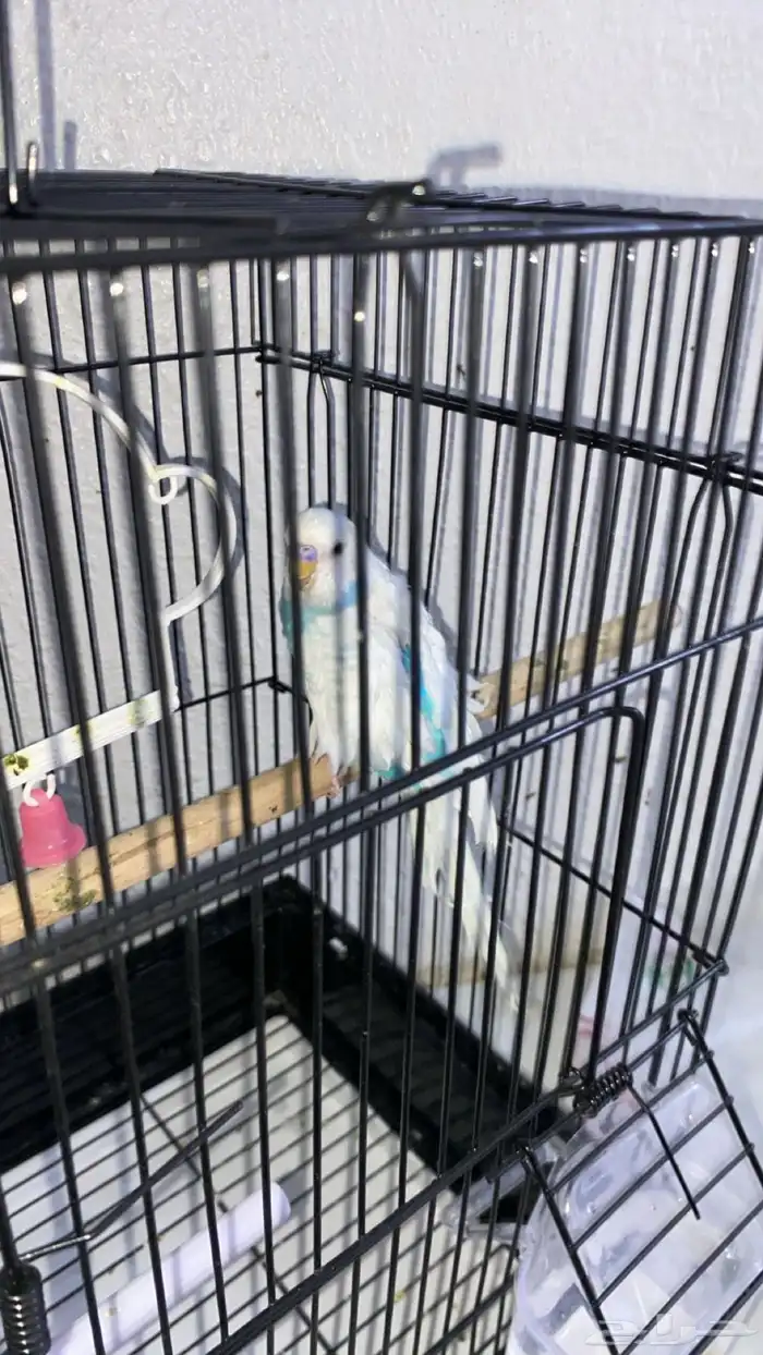 عصفور زينه ذكر 2