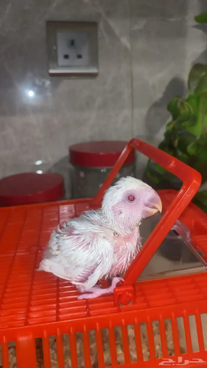 فرخ روز البينو 1