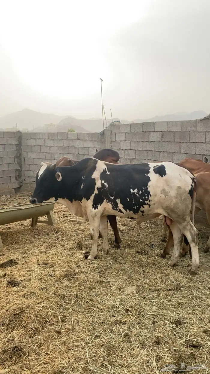 ثور للبيع السن جدع مضمون من جميع العيوب 0