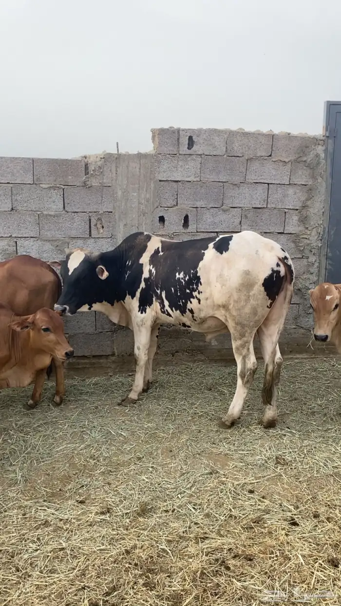 ثور للبيع السن جدع مضمون من جميع العيوب 3