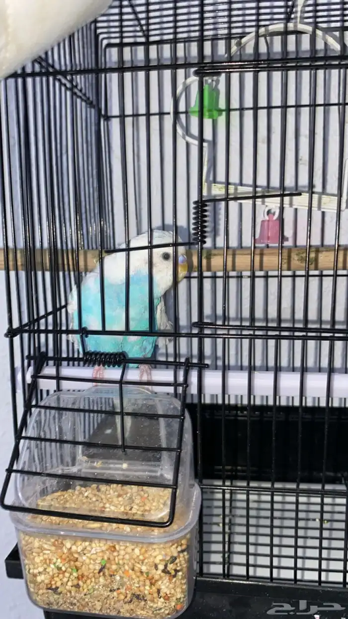 عصفور زينه ذكر 1