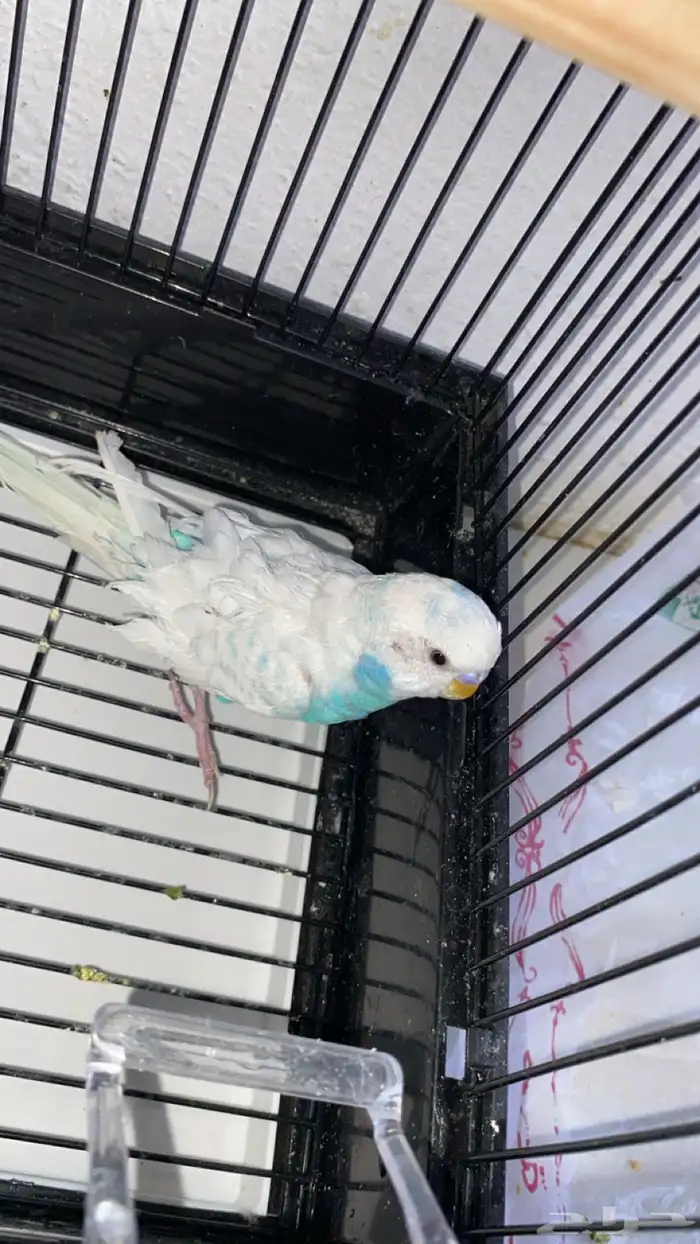 عصفور زينه ذكر 3