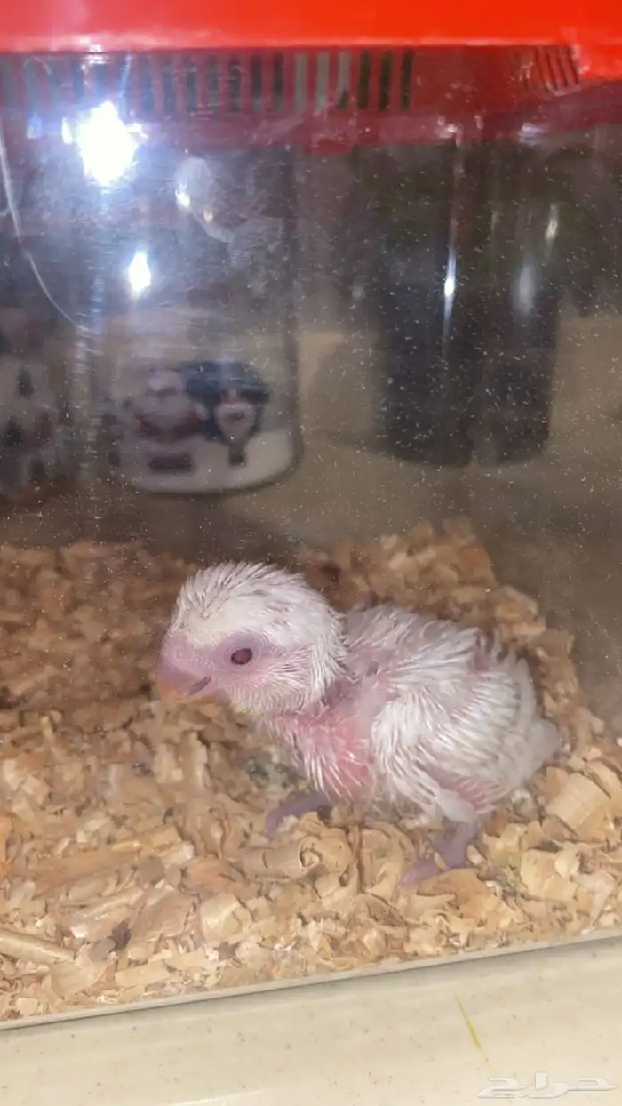 فرخ روز البينو 2