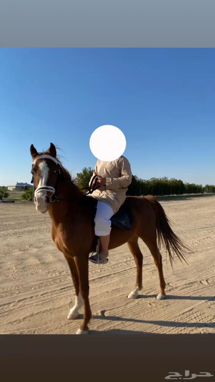 إحصان شعبي العمر 4 سنوات 1