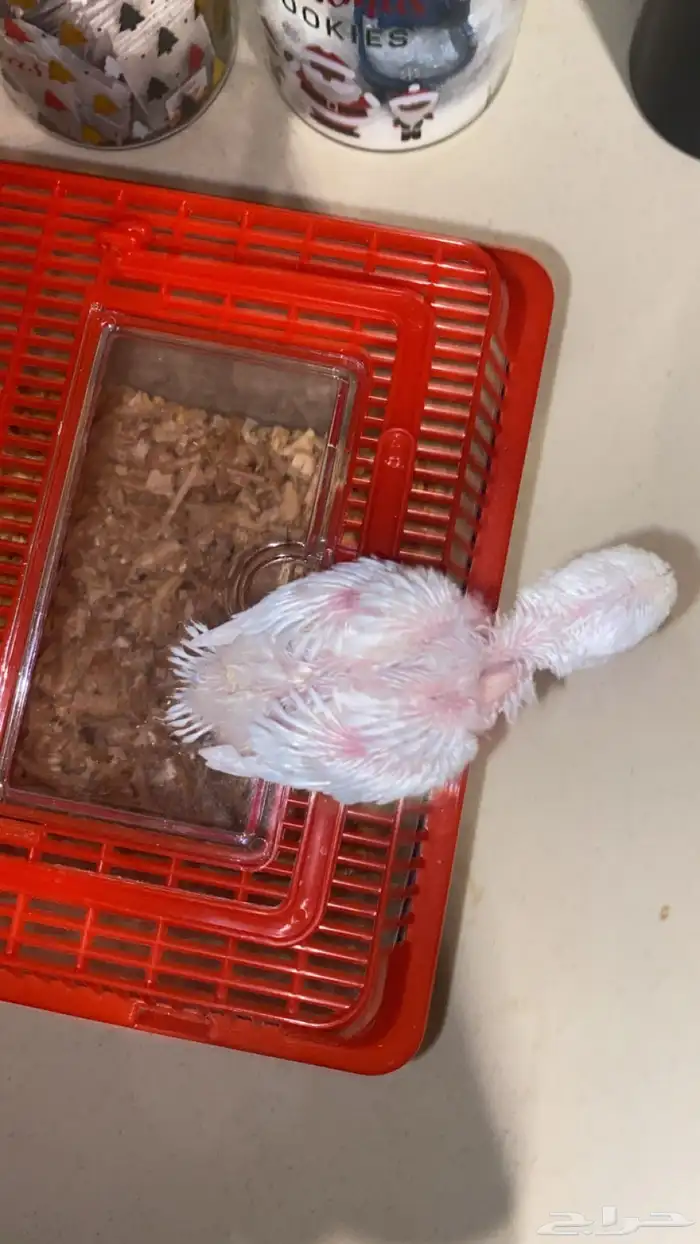 فرخ روز البينو 3