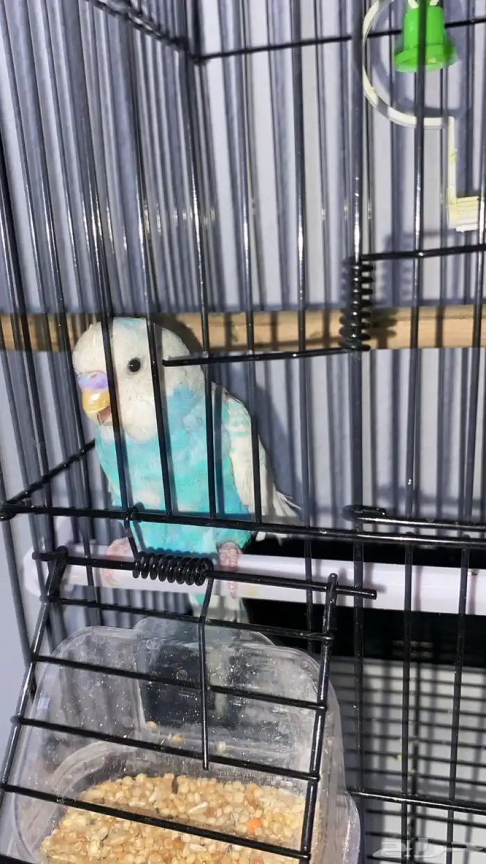 عصفور زينه ذكر 0