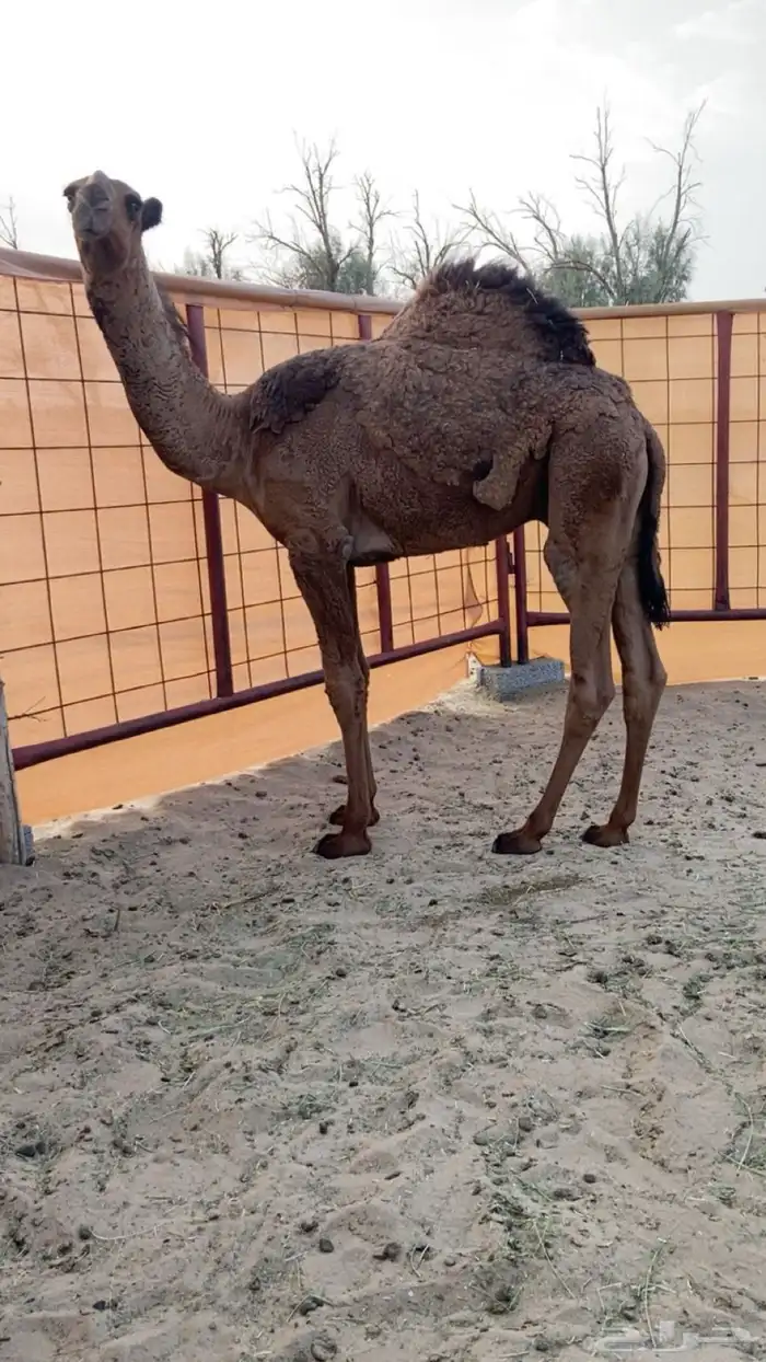 قعود سلاله الهدب 0